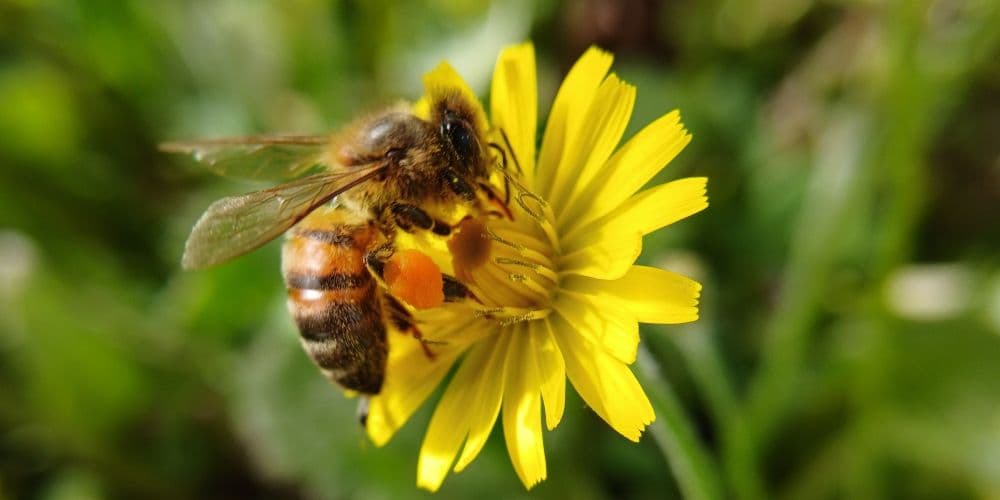 Pest Control Services in Billings